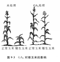 赤霉素的作用特點和作用對象