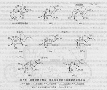 赤霉素的作用特点和作用对象