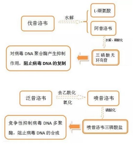 皮肤科常用抗病毒药伐昔洛韦、阿昔洛韦和泛昔洛韦的区别