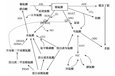 精氨酸的生理作用是什么