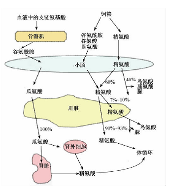 精氨酸的生理作用是什么