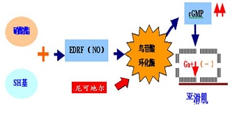 尼可地尔的作用机制