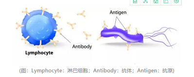 维生素C是如何增强免疫的