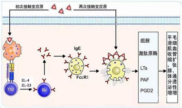 地氯雷他定的药理作用