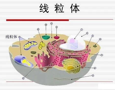 辅酶 Q10 到底是啥？